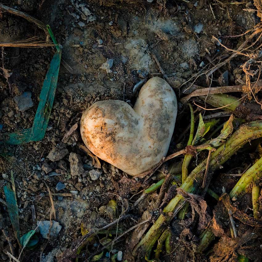 Heart shaped potato in farmer's field m