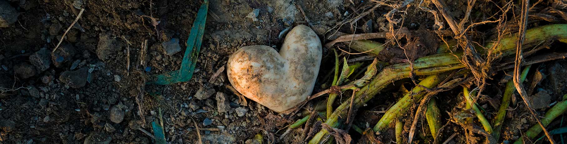 Heart shaped potato in farmer's field