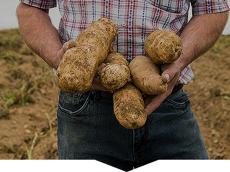 Farmer holding potatoes in his arms