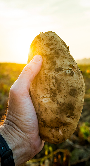 Farmer holding potato