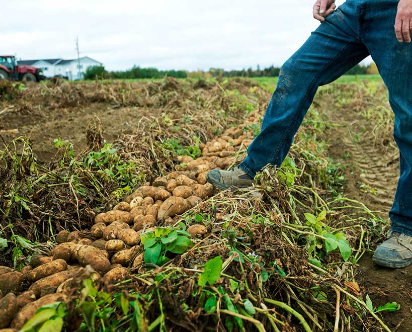 Mccain grower in potato field
