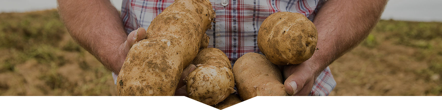 Farmer holding potatoes in his arms