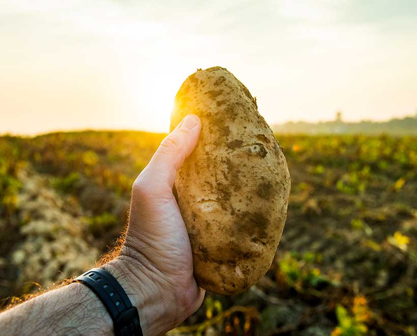 Farmer holding potato
