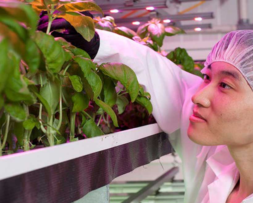 Truleaf employee inspecting plants