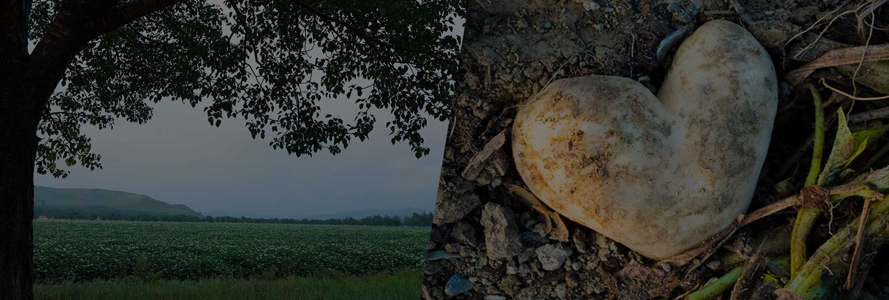 Potato field and heart shaped potato
