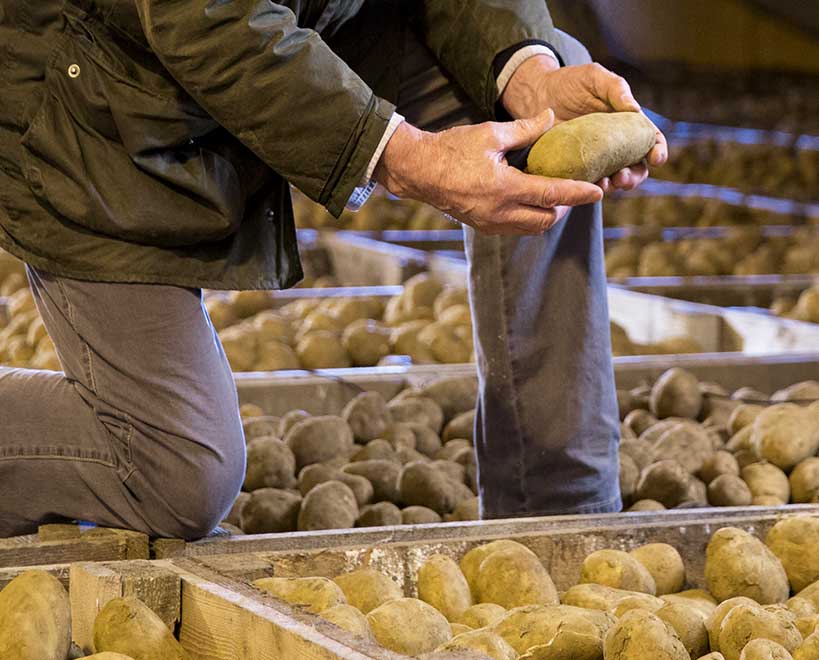 Farmer holding potato