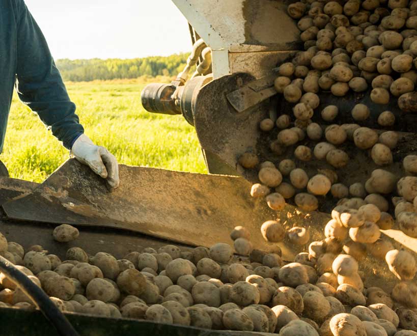 Potato harvest