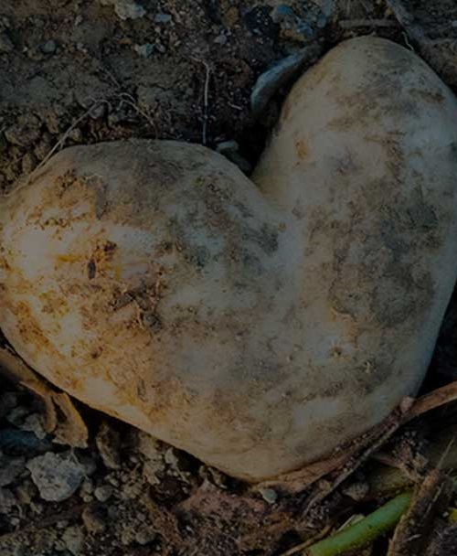 Heart shaped potato in field