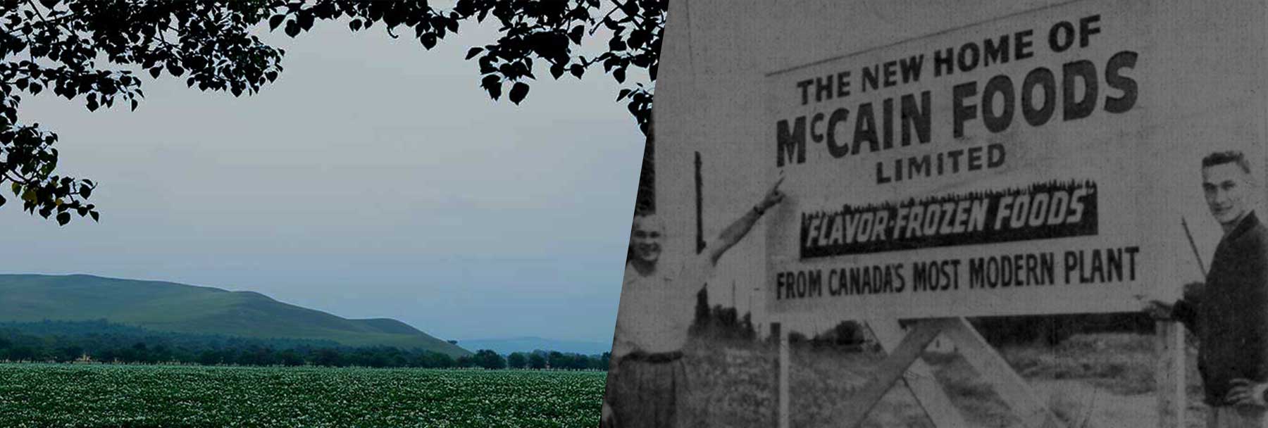 Two pictures. Picture 1 potato field. Picture 2 historical McCain Foods Limited sign with two McCain brothers.