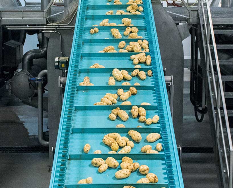Potatoes going up food production conveyor belt