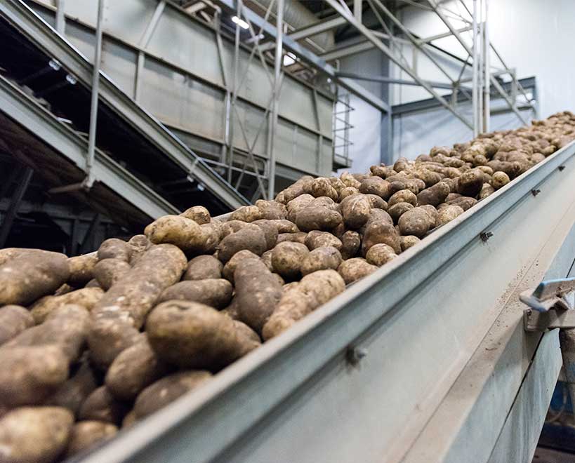 Potatoes going up food production conveyor belt