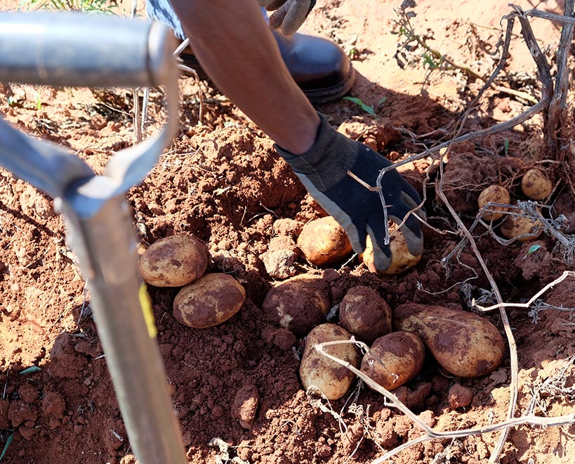 Person picking potatoes from ground, folk in ground