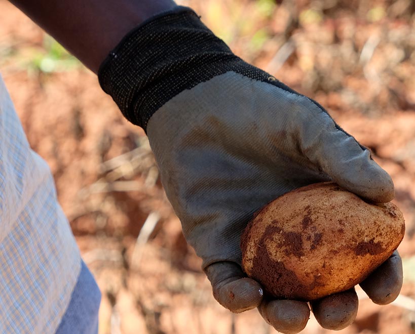 Persons hand in glove, holding a potato