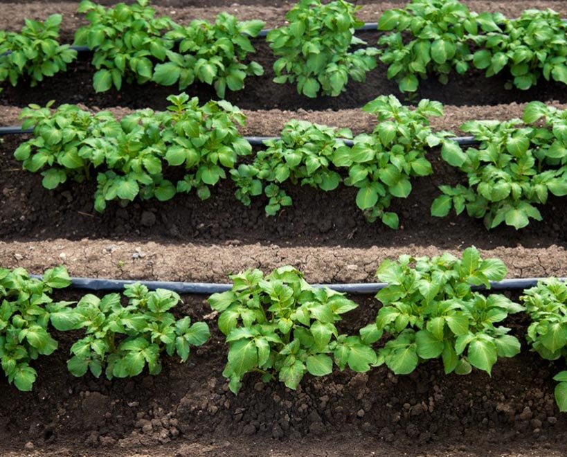 Potato plants in field