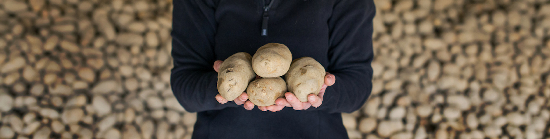 Person holding four potatoes
