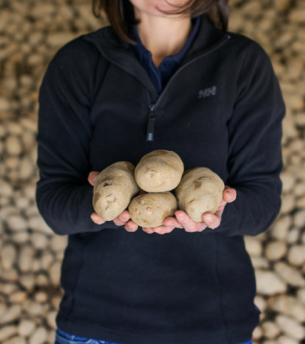 Person holding four potatoes