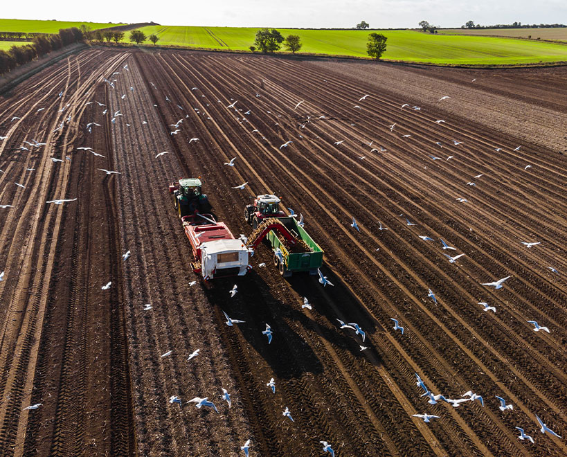 Tractor harvesting potato field. Birds flying around.