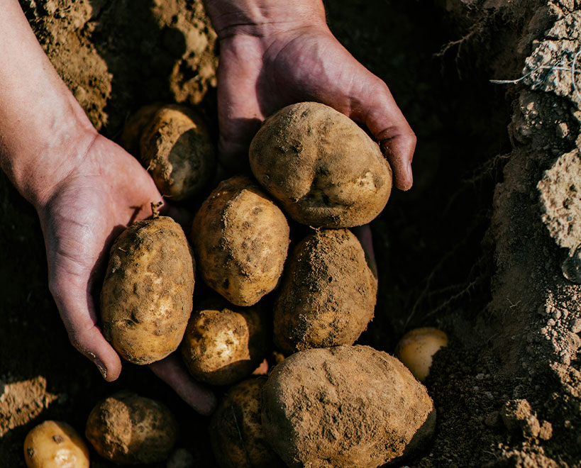 Person holding potatoes in hand from ground.