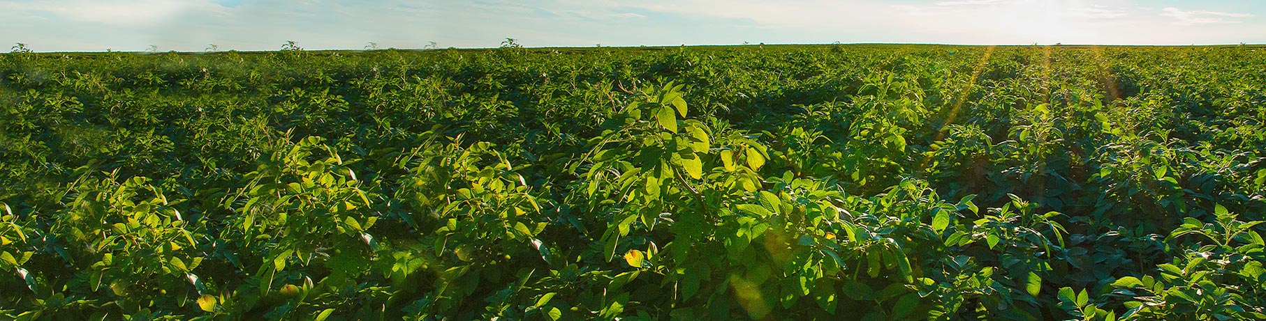 Potato plant field