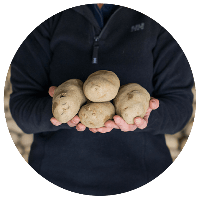 Person holding four potatoes