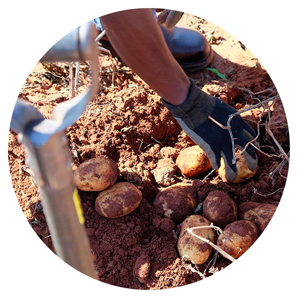 Gloved hand picking up potatoes from the ground, with gardening folk at their side.