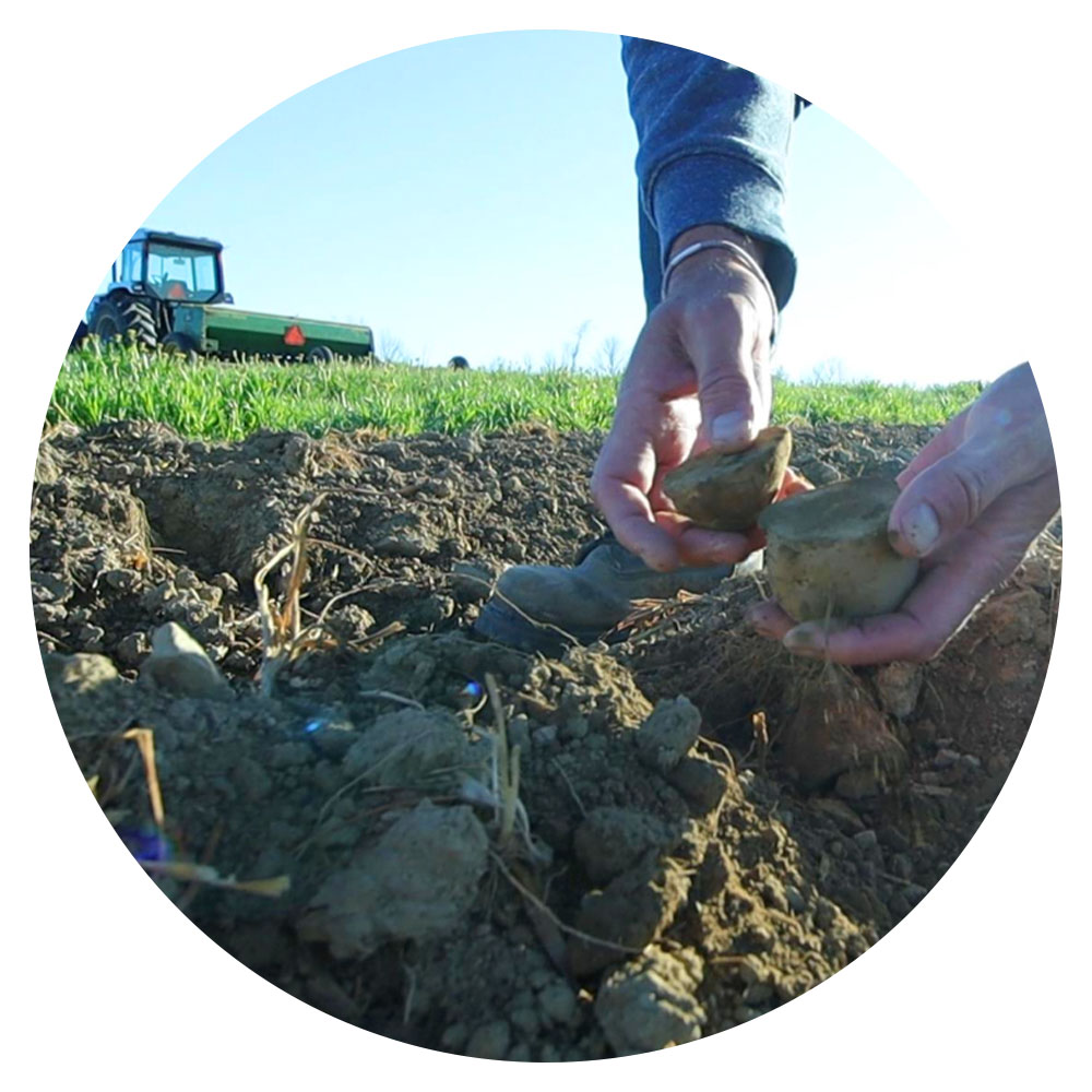 Hands pick up a half cut potato (a seed potato) in a potato field, with tractor in the background