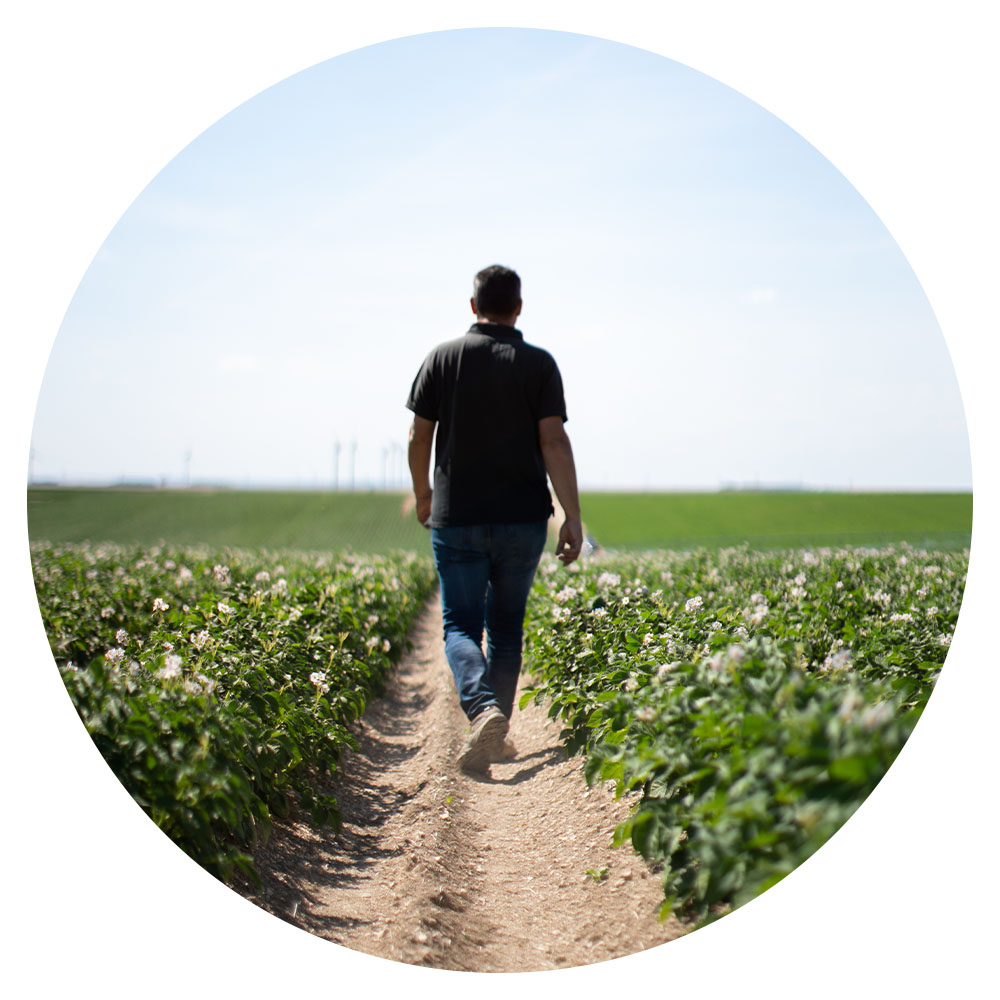 Person walking down a soil track in a potato field, with potato plants in bloom on both sides of the track