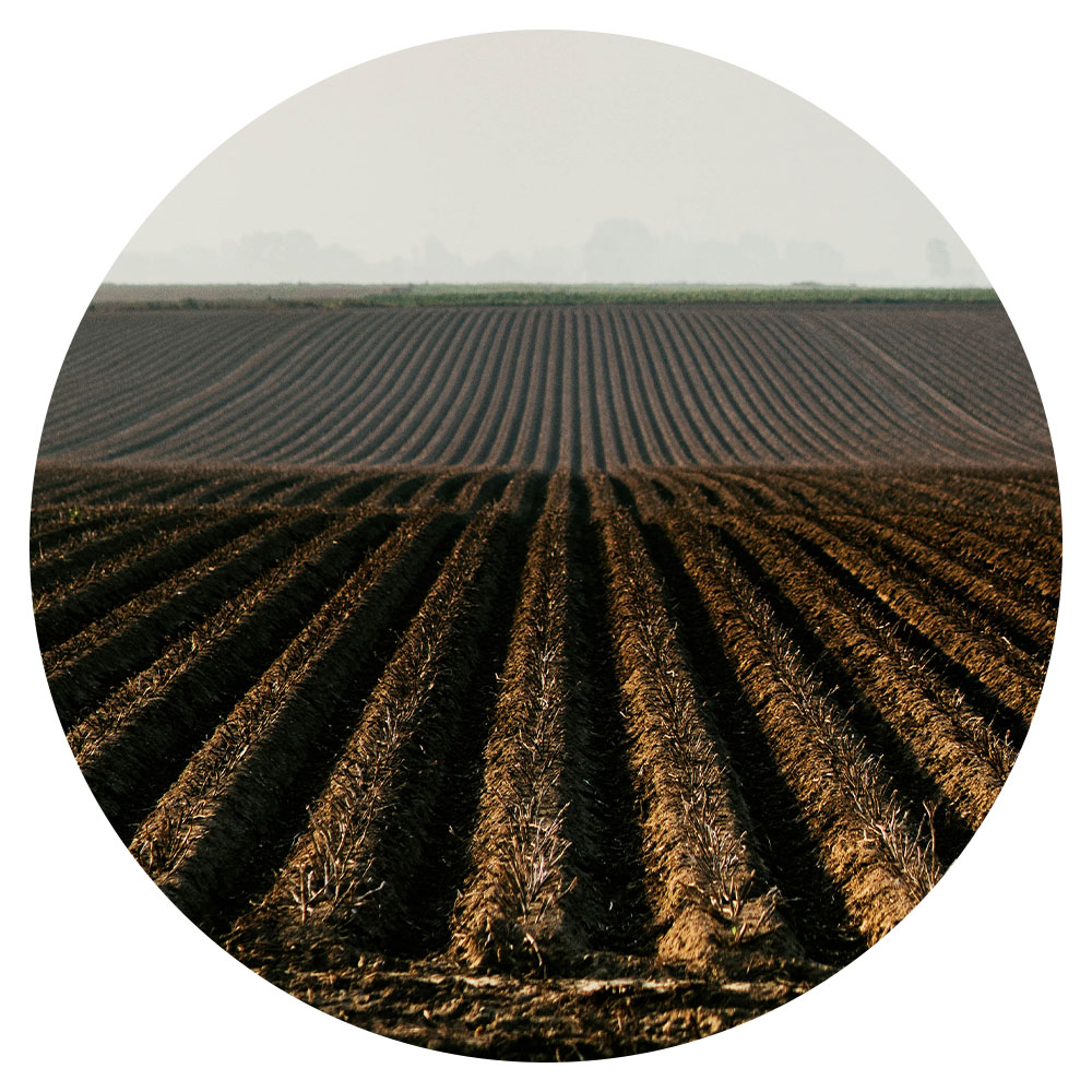 Looking over a large ploughed potato field