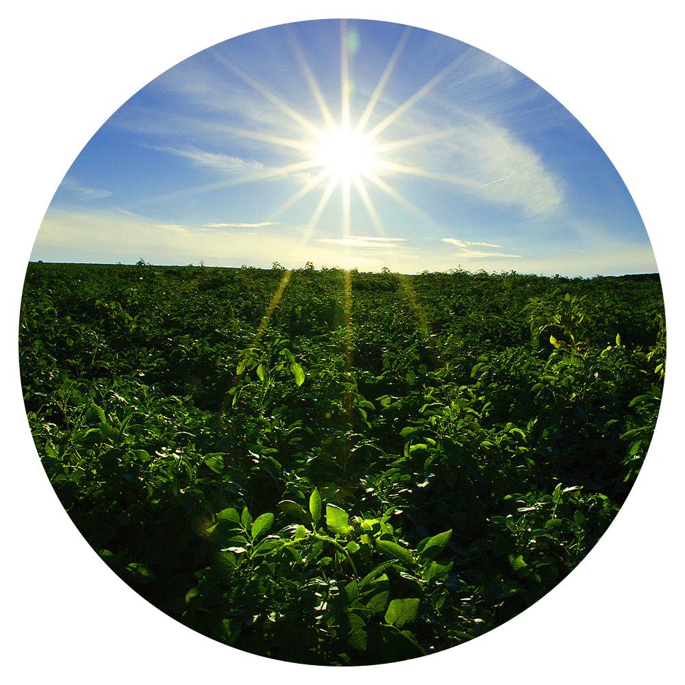 Field of potato plants, with sun shining in the sky