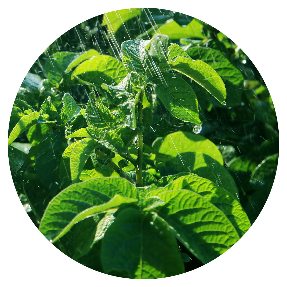 Close up on potato plant in field