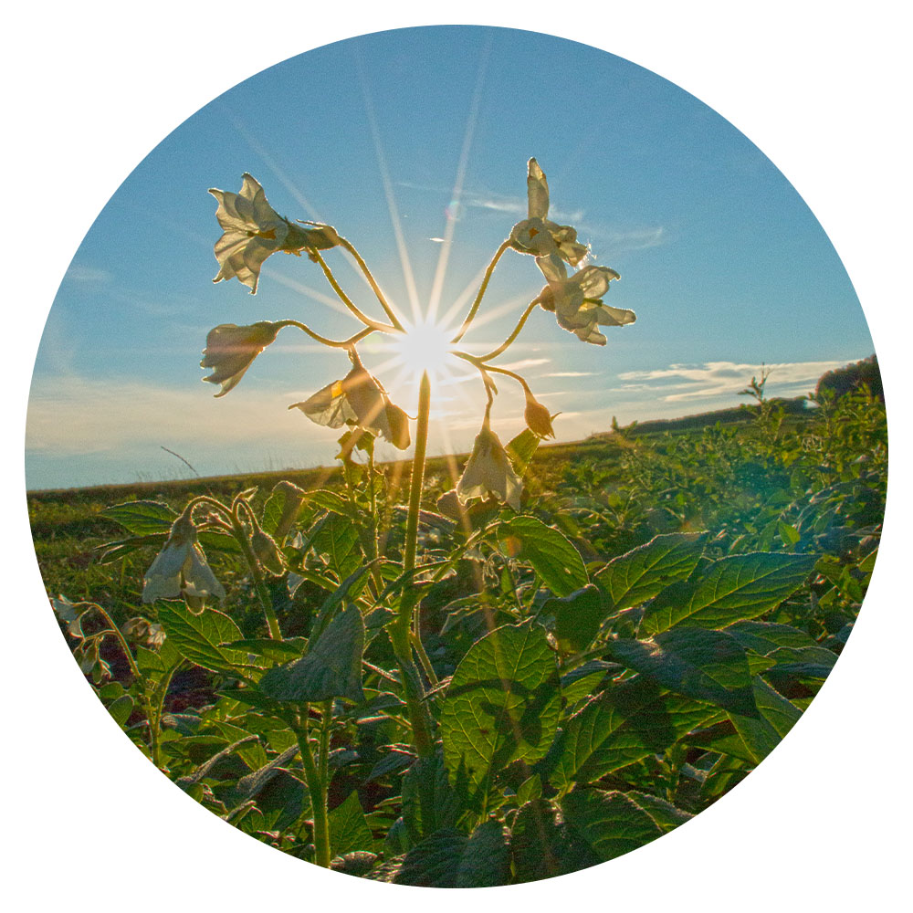 Potato plant growing in field with its flowers in bloom, with sun in the background