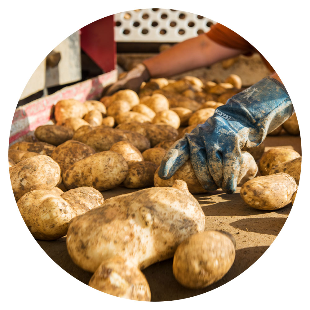 Potatoes on conveyor belt being sorted by hand wearing gloves, at a farm