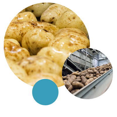 Potatoes on factory conveyor
